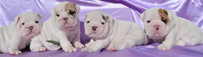 Miniature-englishbulldogs.com 2014 Special white male english bulldog puppy litter