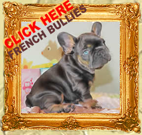 https://www.miniature-englishbulldogs.com/fab/english-bulldog-puppies-for-sale.htm
