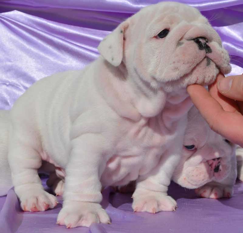 Miniature-englishbulldogs.com 2014 special white male english bulldog puppy litter BEAU