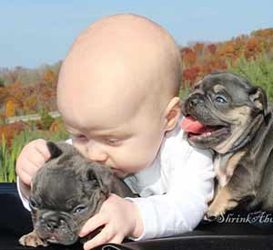 baby with french bulldogs