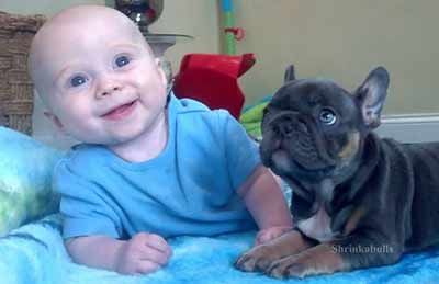 baby with french bulldog