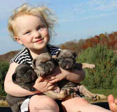 French Bulldog Puppy with girl