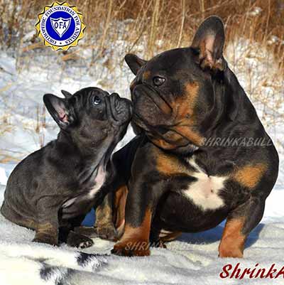 French bulldog sire and puppy