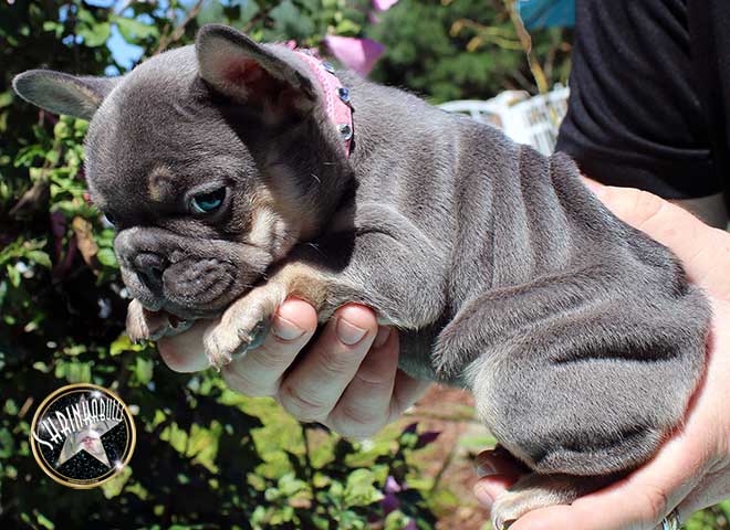 Shrinkabull's Skylar Light Blue Tan Carries Chocolate French Bulldog Puppy For Sale