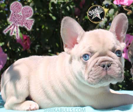 Shrinkabull's Frosty Lilac Phantom Platinum/Tri DNA with Brightest Blue Eyes French Bulldog Puppy For Sale