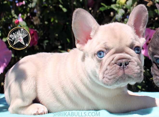 Shrinkabull's Frosty Lilac Phantom Platinum/Tri DNA with Brightest Blue Eyes French Bulldog Puppy FOR SALE