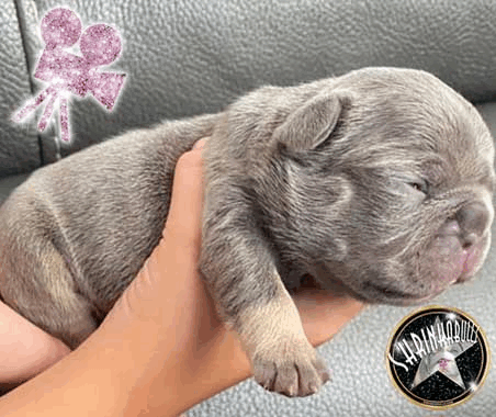 Shrinkabull's Aluna Lilac Tri French Bulldog Puppy For Sale