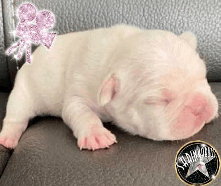 Shrinkabull's Neptune Platinum French Bulldog Puppy For Sale