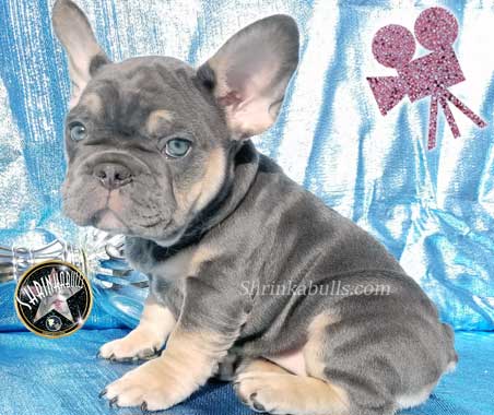 Shrinkabull's Starlite Blue Tri Blue Tan French Bulldog Puppy For Sale