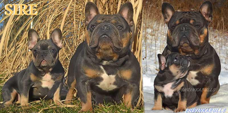 Blue and tan French bulldog puppy litter Sire Once in a Blue Moon