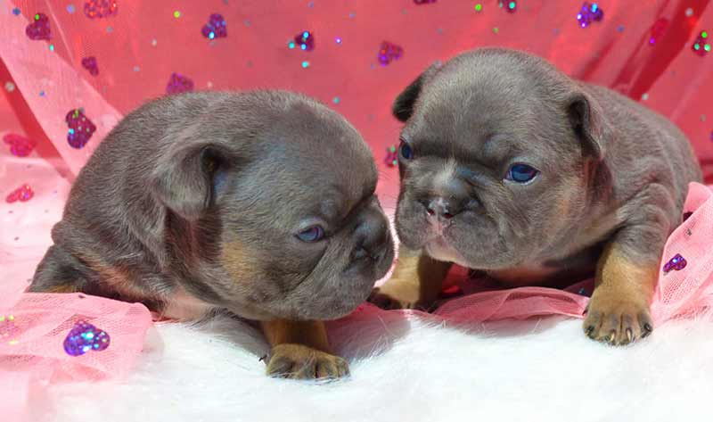 Blue and tan French bulldog puppies