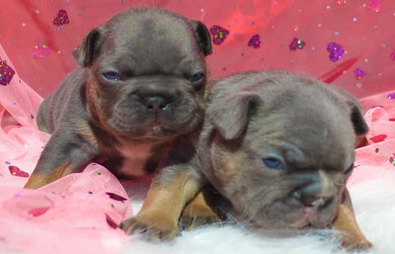 Blue and tan French bulldog puppiy litter