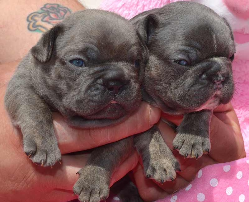 Blue and tan French bulldog puppies being held
