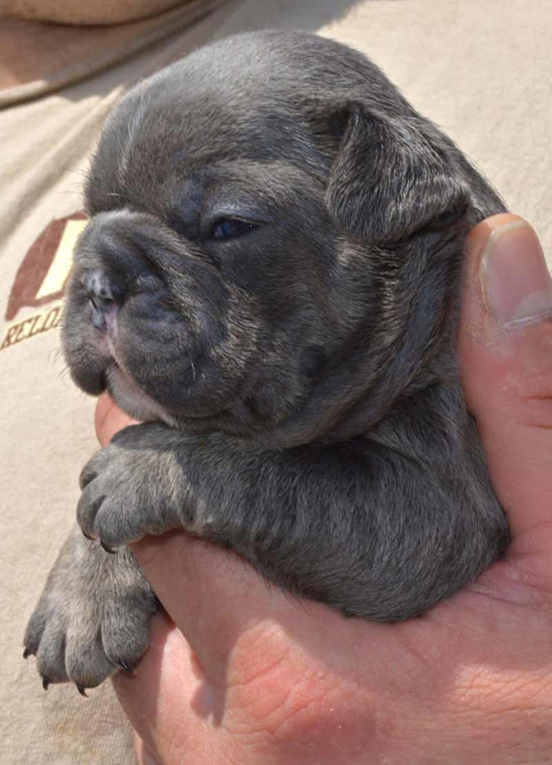 Blue and tan French bulldog puppy being held