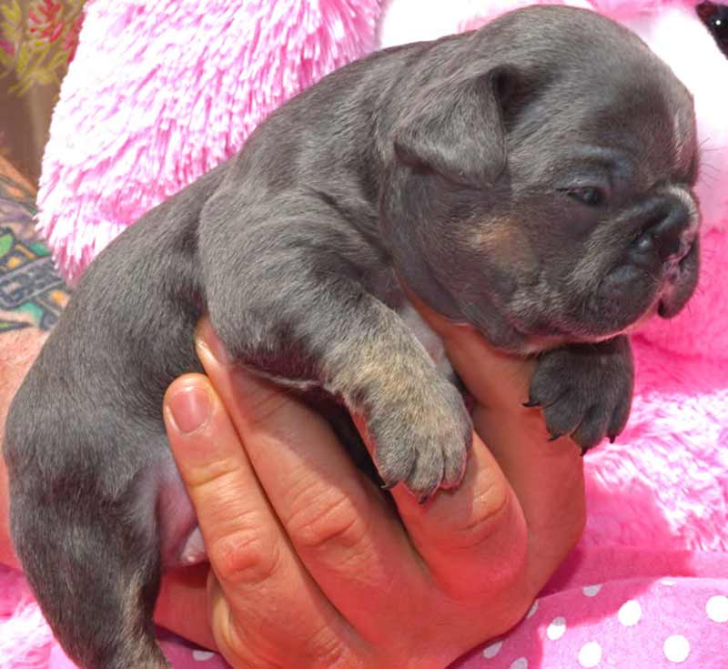 Blue and tan French bulldog puppy in hand