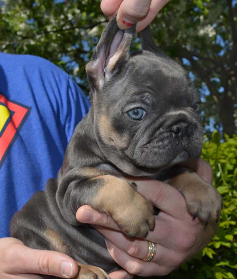 beautiful blue tri french bulldog puppy