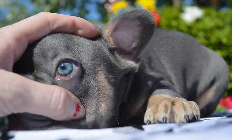 pretty eyes of blue tri french bulldog puppy