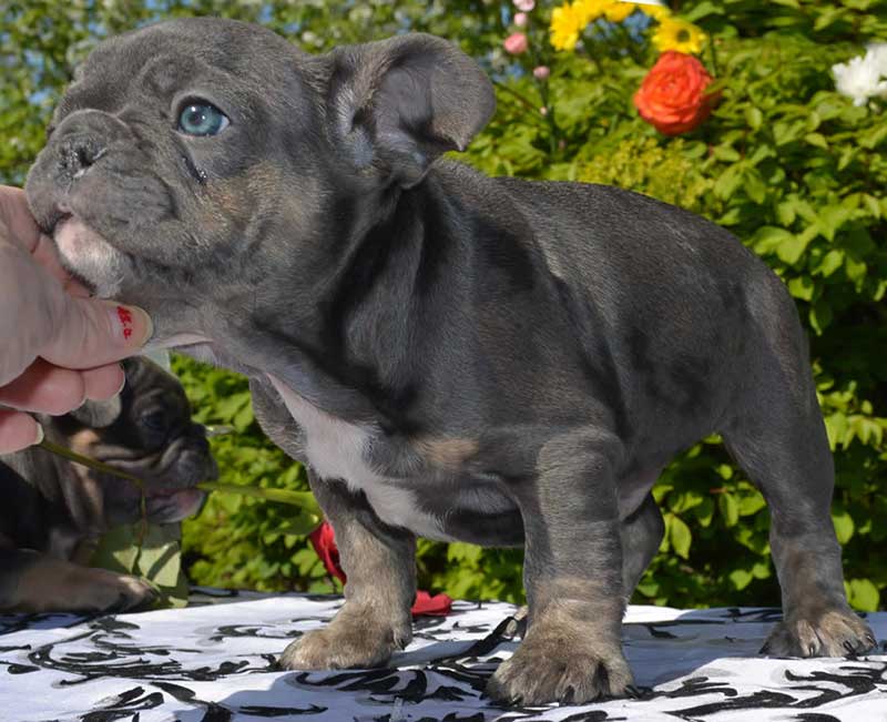 cute french bulldog blue tri