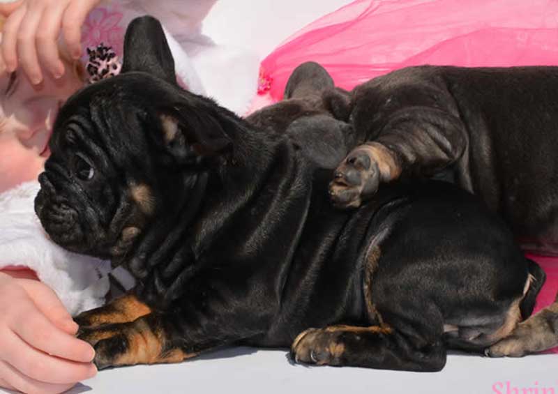 black tan black tri color french bulldog puppy europa