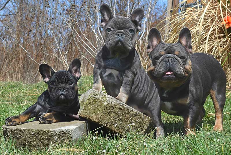 images/black tan black tri color french bulldog puppy