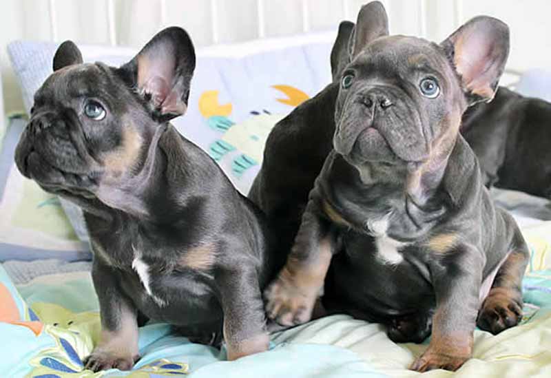 Black French bulldog puppies