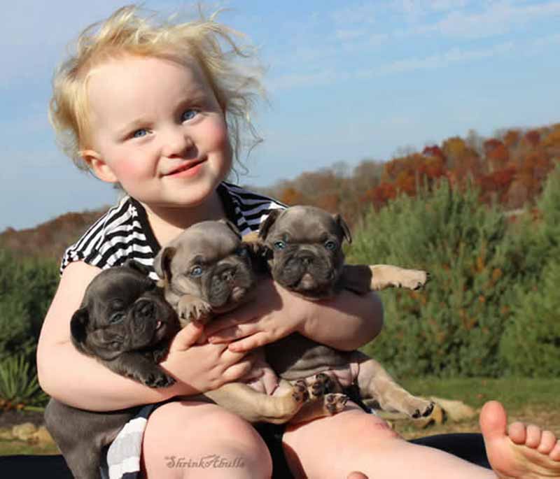 Girl holding French bulldog puppies