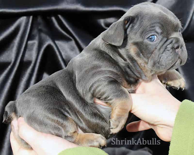 Cute wrinkly French bulldog puppy