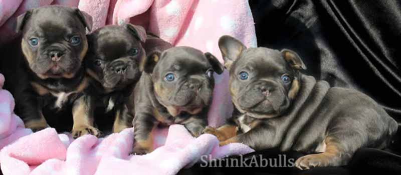 Four black and tan Tri French Bulldogs