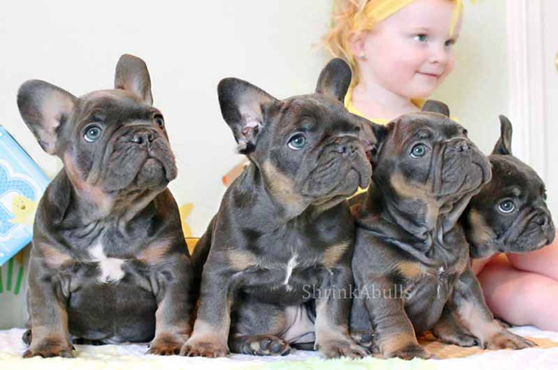 Black Tri French Bulldogs with girl