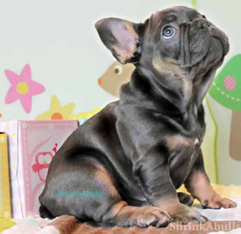 Black and tan Tri French Bulldog puppy in kids room