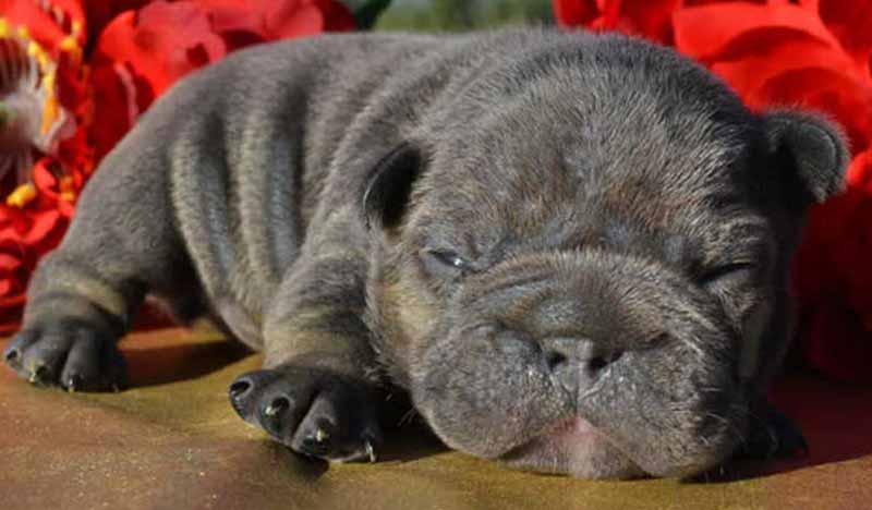 French bulldog newborn puppy