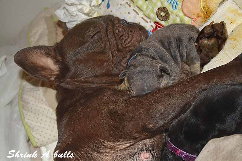 French bulldog mommy with newborn baby pups