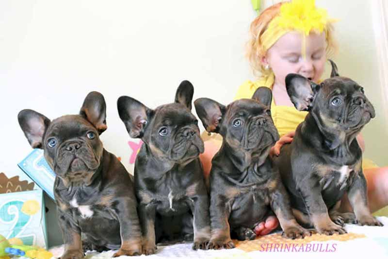 Black French bulldogs with little girl in yellow dress