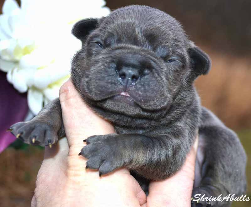 Newborn black French Bulldog cute puppy