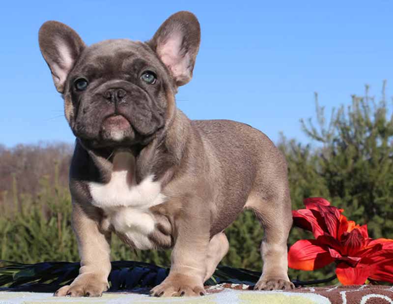 Chocolate French bulldog puppy standing outside