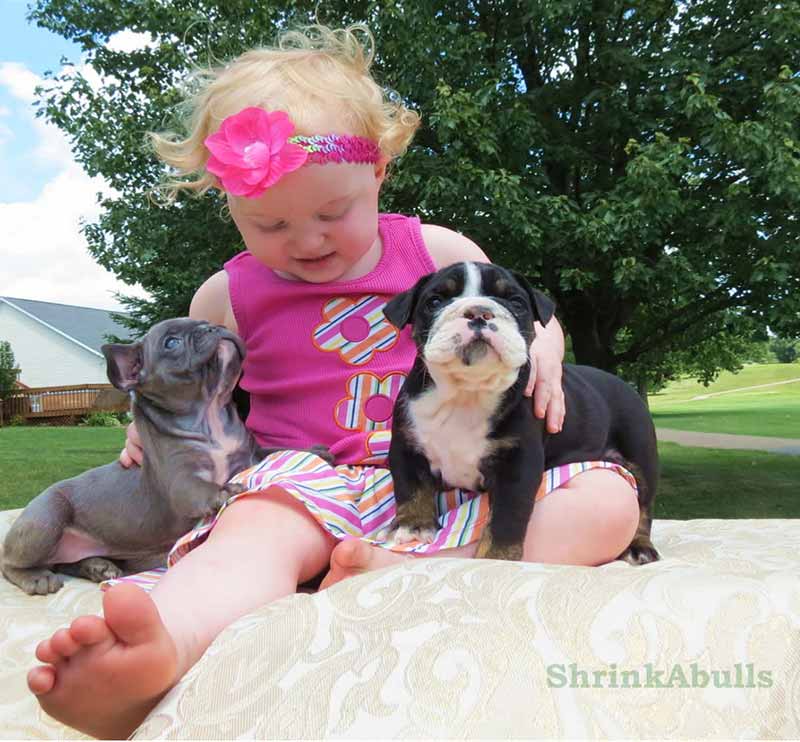 Little girl with French Bulldog puppies