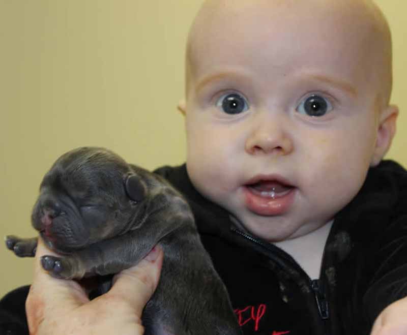 Baby with newborn French Bulldog puppy