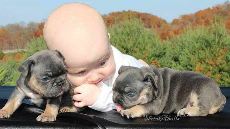 Baby with Black and tan French Bulldog puppies