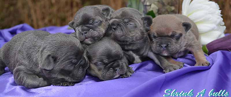 Cute newborn French Bulldogs