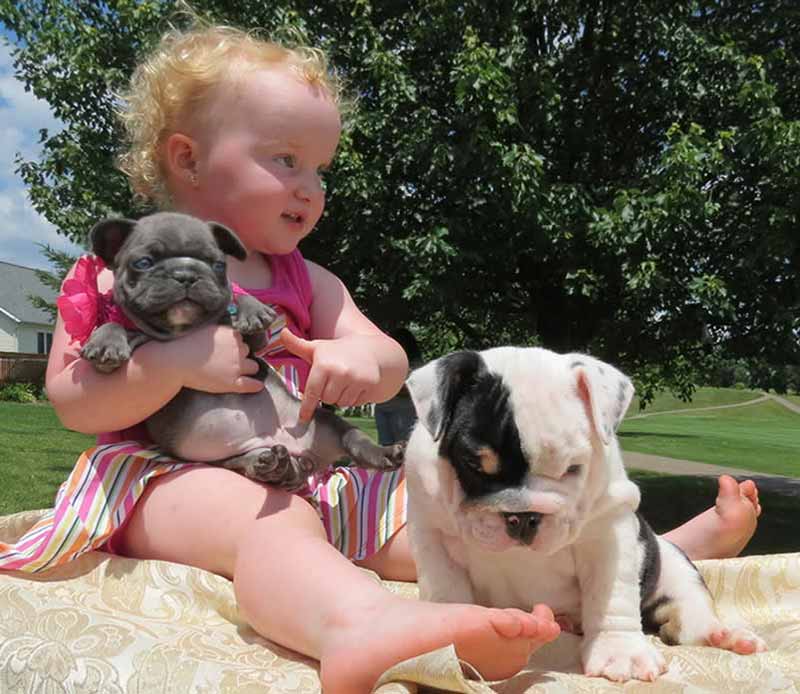 Baby holding Chocolate French Bulldog puppy
