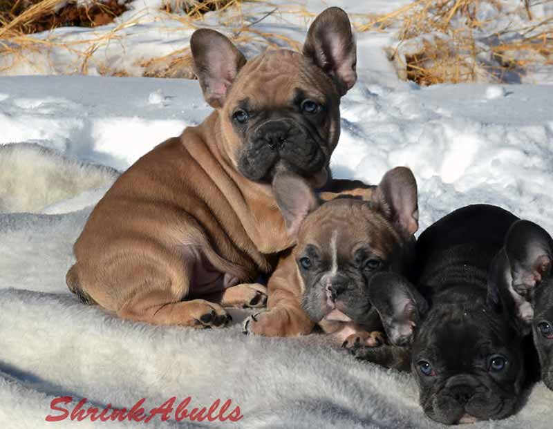Chocolate Tri French Bulldogs in the snow