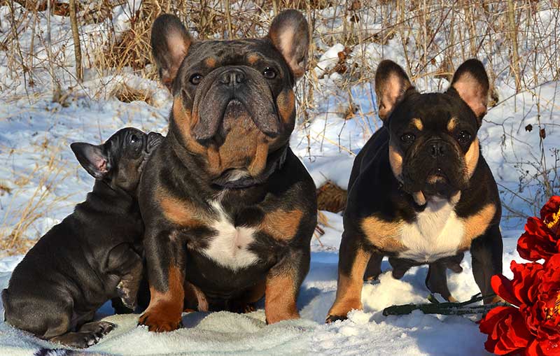 Blue Moon with Black and Tan French Bulldog