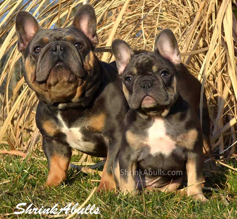 Blue Moon french bulldog with puppy black and tan