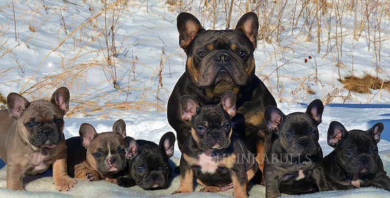 Blue Moon and French bulldog family