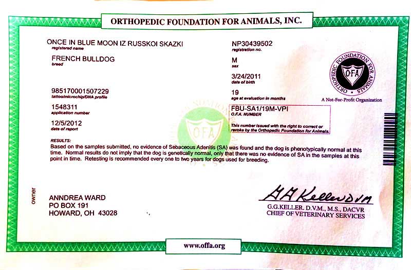 Orthopedic Foundation for Animals Certificate for Blue Moon