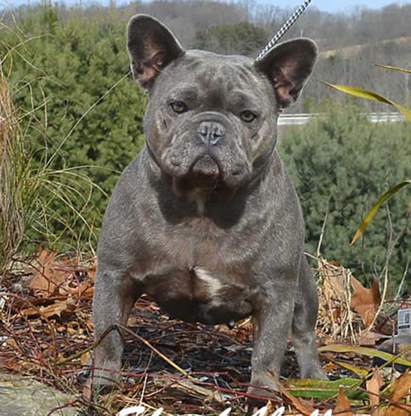 Bon Bon Blue French Bulldog female bulldog