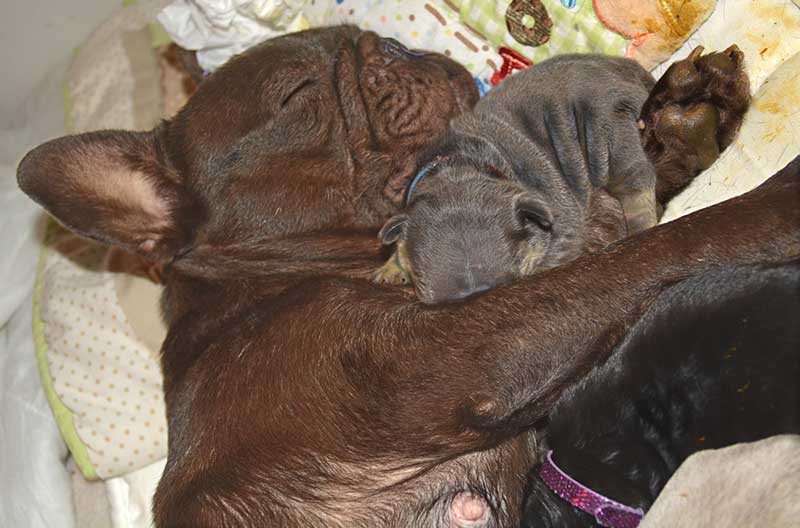 Coco chocolate french bulldog mommy and babies