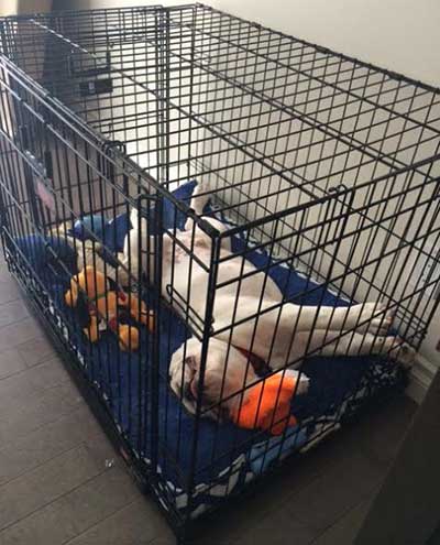 crate for bulldog crate training