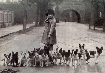 Bw photo girl with French bulldogs on leash