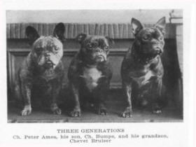 French bulldogs3 generations photo